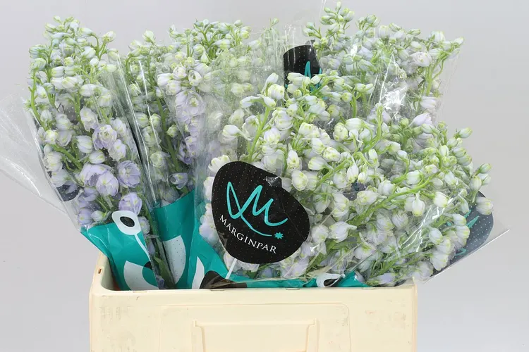 Stračonôžky (Delphinium)