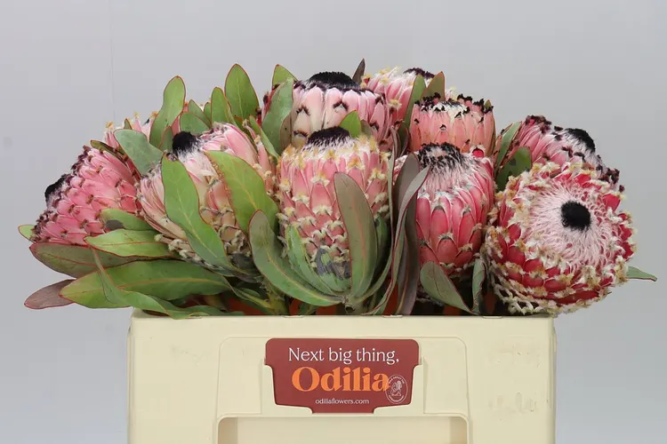 Protea Barbigera 50 cm