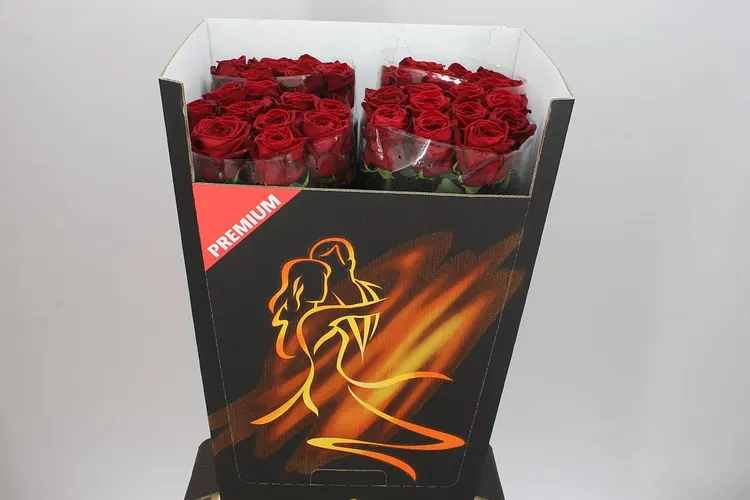 Ruža Red Naomi Drf Premium 80 cm