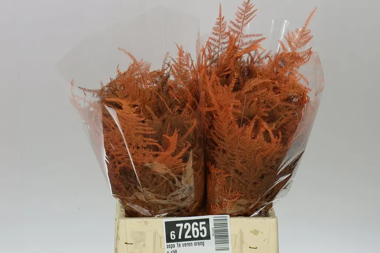 Asparágus 1e Veren Orange X50 45 cm