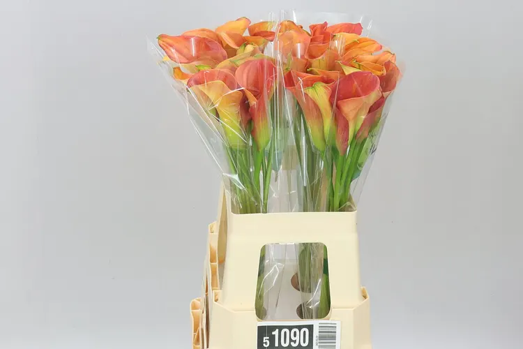 Zant Sunset Passion 60 cm