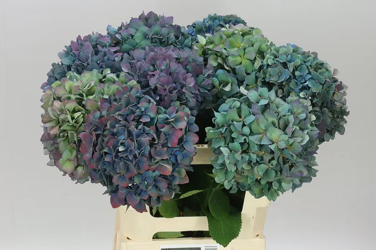 Hortenzia Pimpernel Classic 60 cm