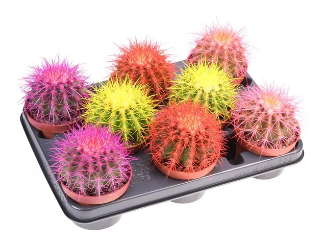 Echinocactus Rainbow mix črepník 10,5 cm