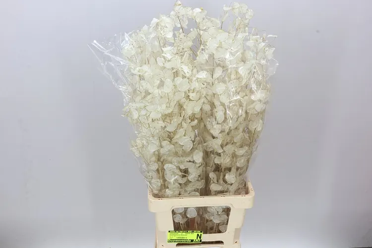Lunaria biela 90 cm