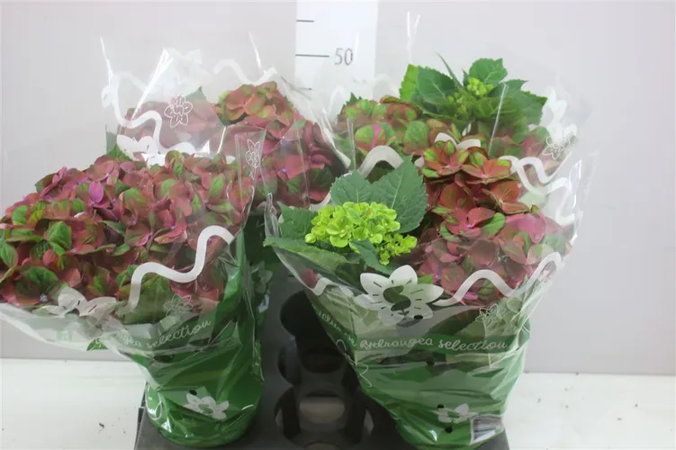 Hydrangea Purple Green 5-6 črepník 14 cm