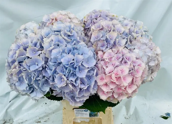Hyd Verena Lavender 80 cm