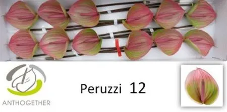 Anth Peruzzi
