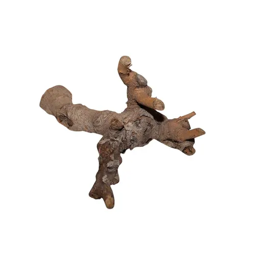 Sušený materiál Kuwa root 25- hnedá 30 cm