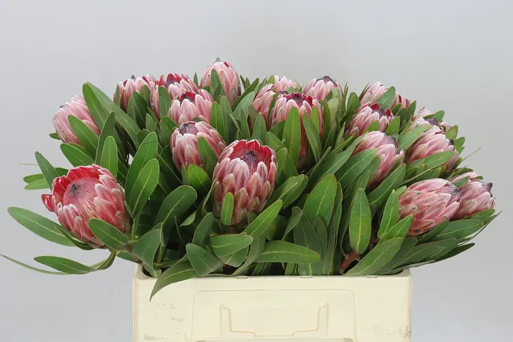 Protea Pink Ice 60 cm