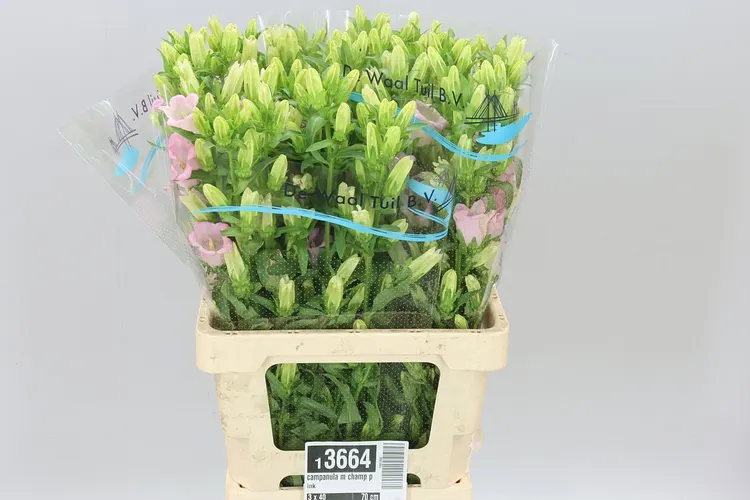 Campanula M Champ Pink 70 cm