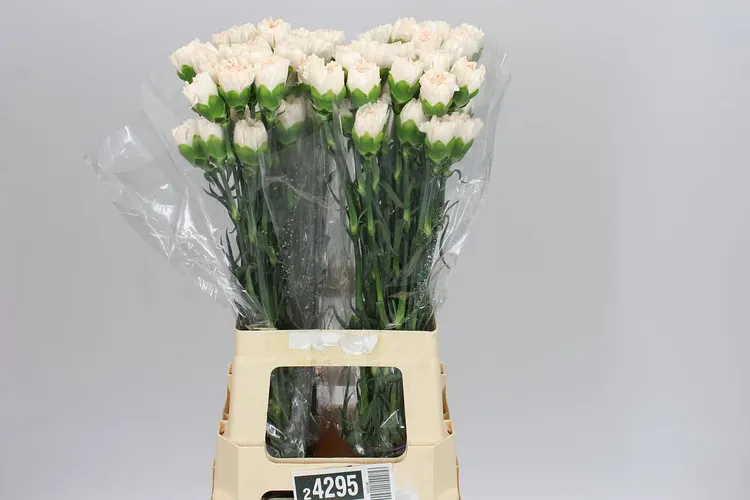 Di St Brut 70 cm