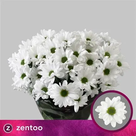Chr T Chic Zentoo 70 cm