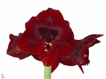 Amarylis Loyalty 80 cm