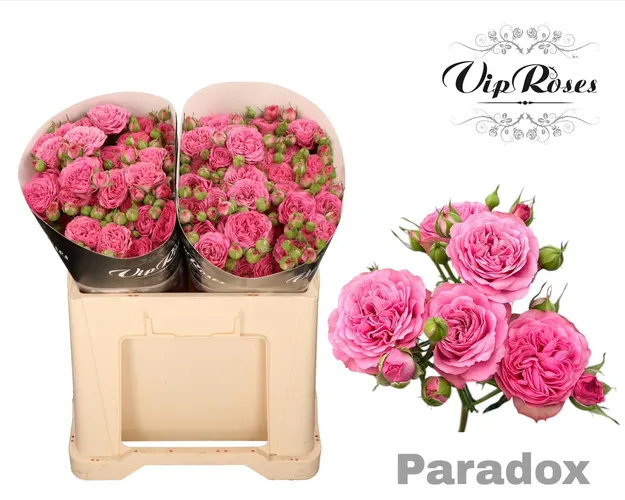 R Tr Paradox! 50 cm