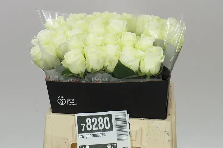 Rosa Gr Countdown 40 cm