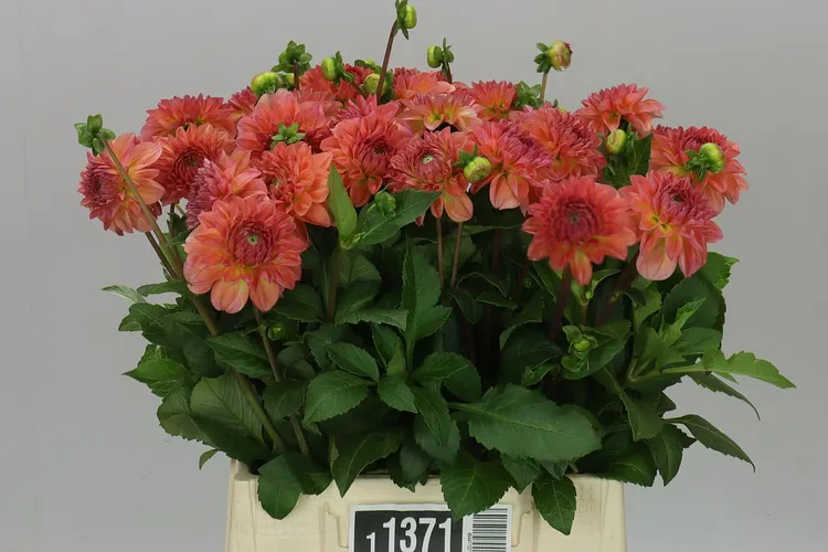 Dahlia Chanel 40 cm