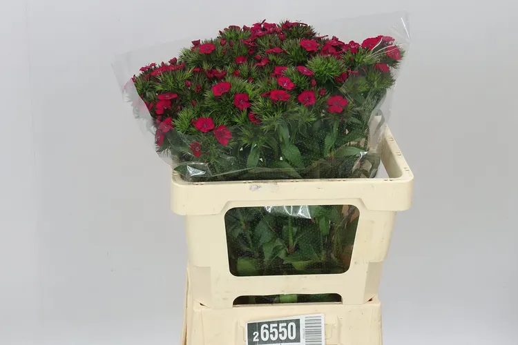 Di Barb Neon Cherry 55 cm