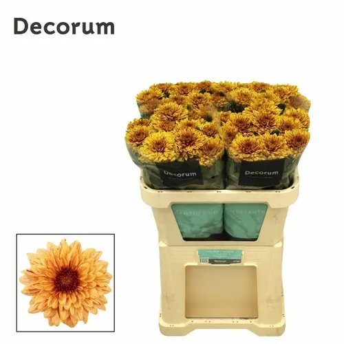 Chr G Pip Autumn 70 cm