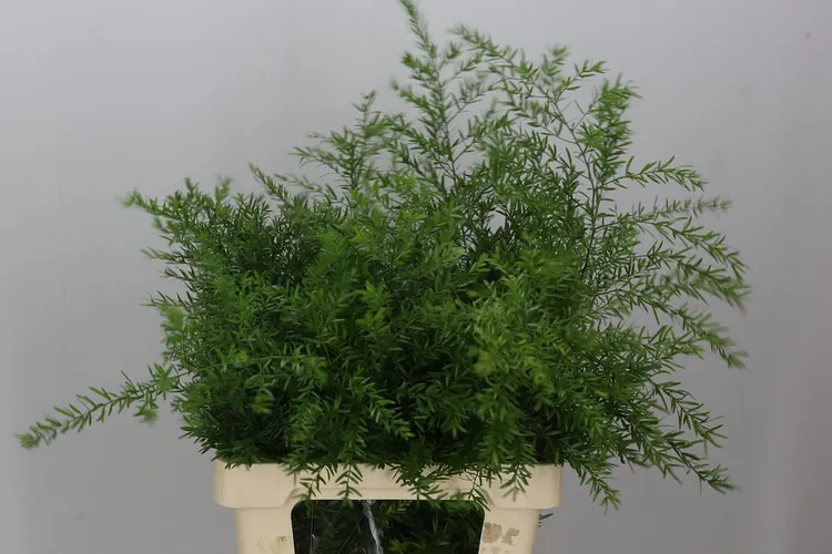 Asparagus Cwebe 50 cm
