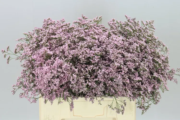 Limónium Saf Oshi Pink 60 cm
