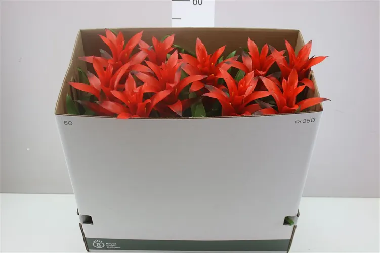 Guzmania Ostara črepník 13 cm
