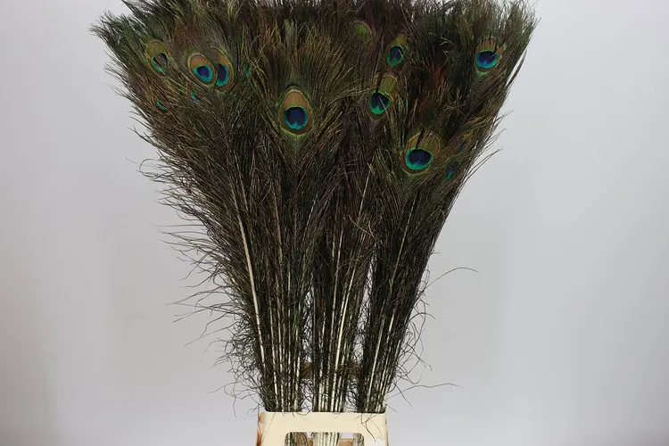 Peacock Feathers 100 cm