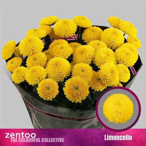 Chr T Limoncello 70 cm