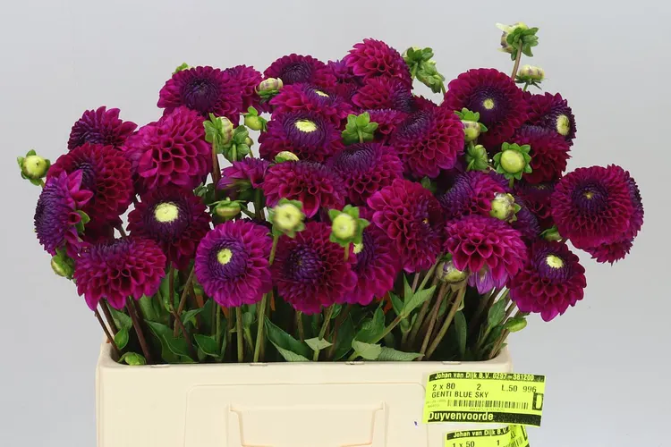 Dahlia Cryfiel Harmony 55 cm