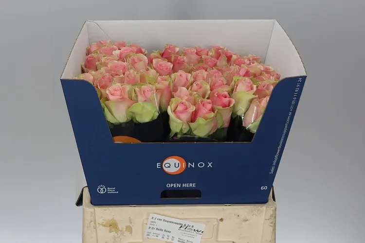 Ruža Belle Rose Ex 60 cm