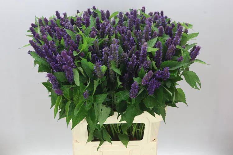 Agastache Blue 85 cm