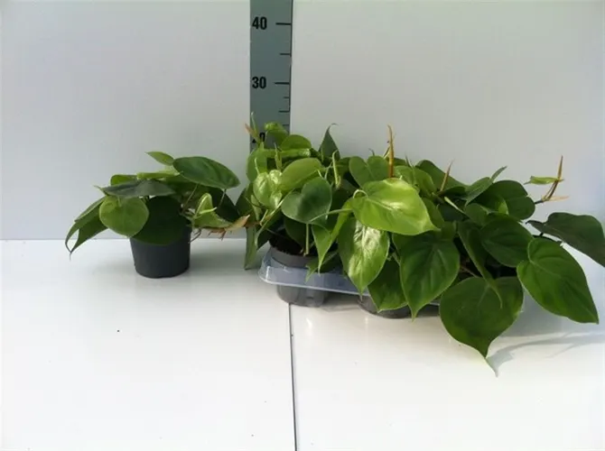 Philodendron Scandens črepník 12 cm