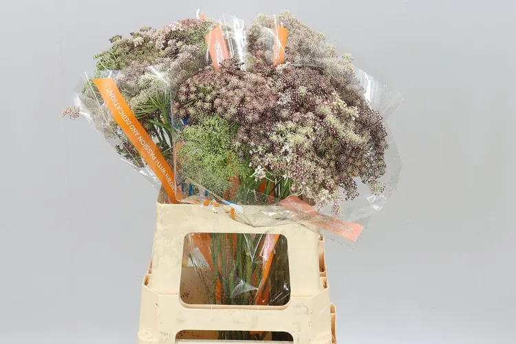 Ammi Daucus Carota Dara 60 cm