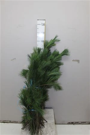 Pinus Strobus Wrap 5 kg