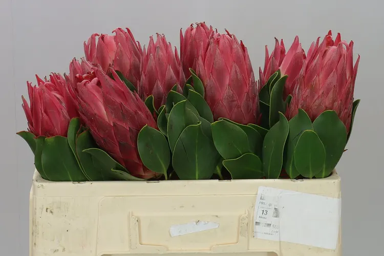 Protea Red Rex 50 cm