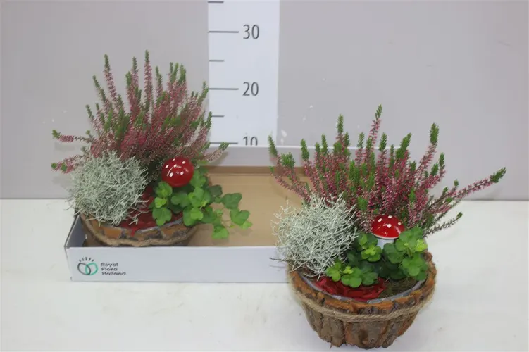 Arr Tuinplanten In Boomschorsbak Met Touwrand črepník 20 cm