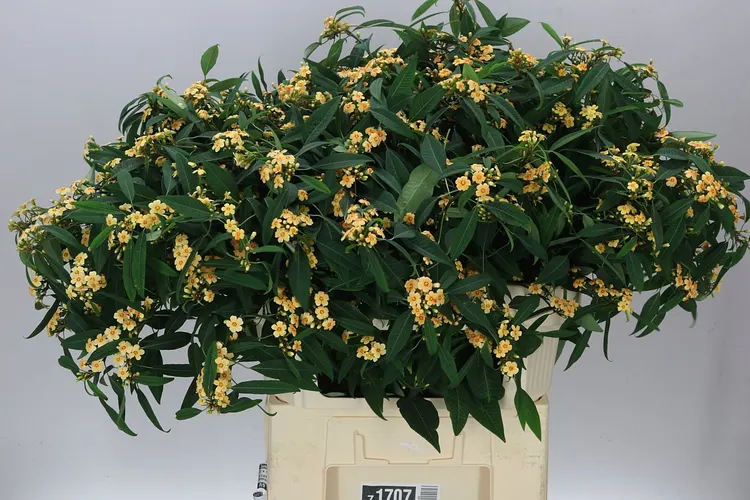 Euphorbia F T Cognac Baron 75 cm