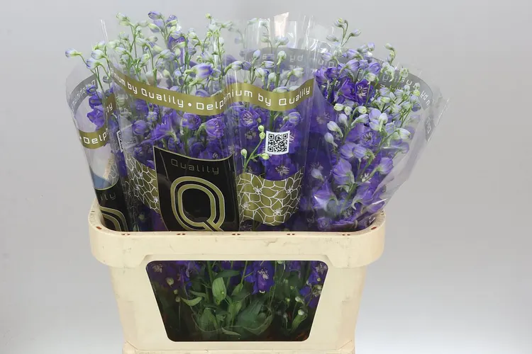 Delph El Emerald 80 cm