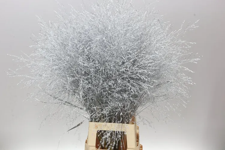 Panicum farbené Silver 90 cm