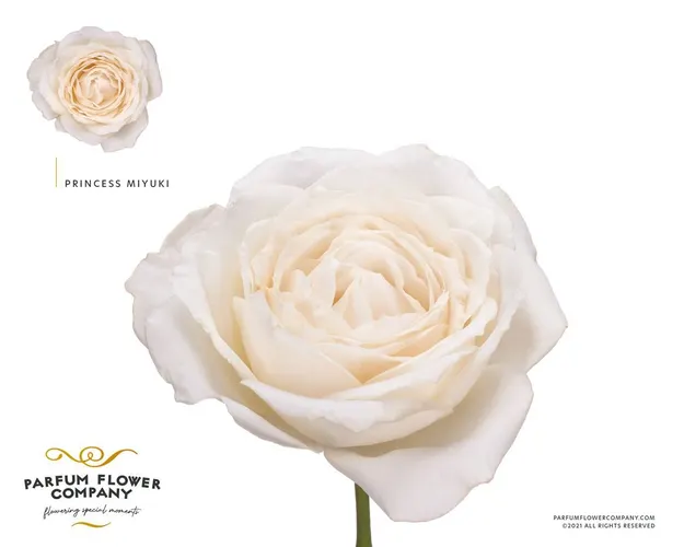 Rosa Gar Princess Miyuki 50 cm