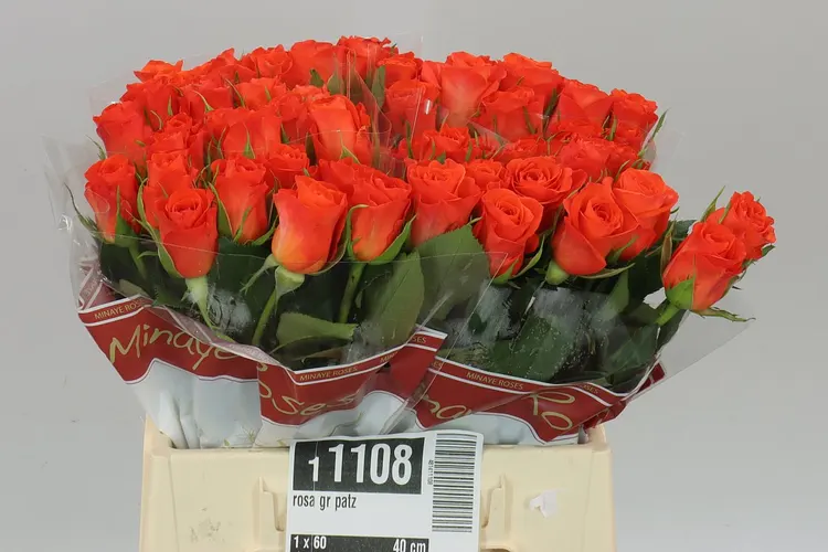 Ruža Patz 40 cm