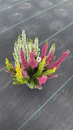 Calluna Beauty Ladies Trio Wildberry črepník 9,5 cm