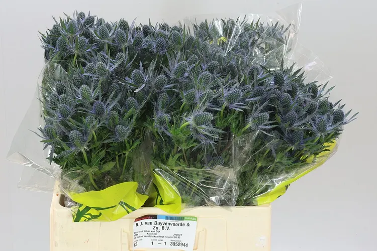 Eryngium Blue Lagoon 60 cm