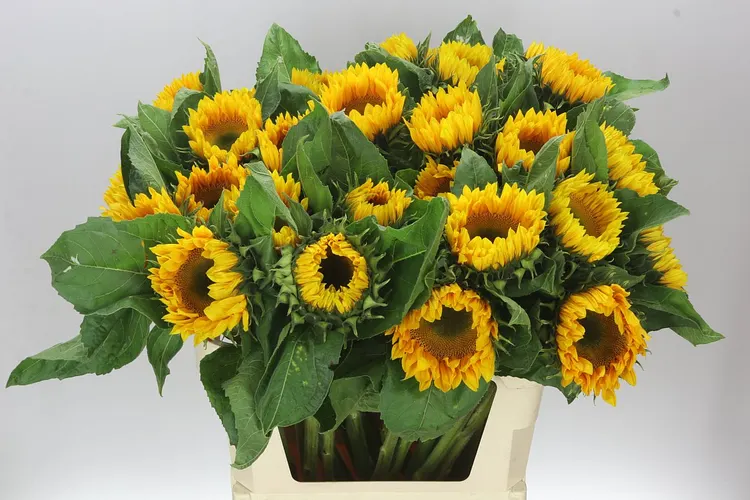 Heliantus Sunrich Up Gold 80 cm