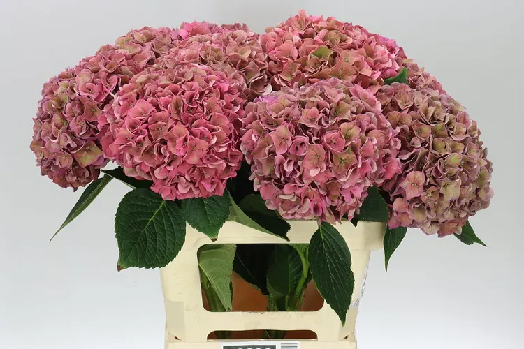 Hydrangea Rodeo Cerise Classic 60 cm