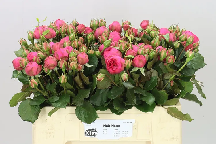 Rosa Tr Freiland Pink Piano 50 cm