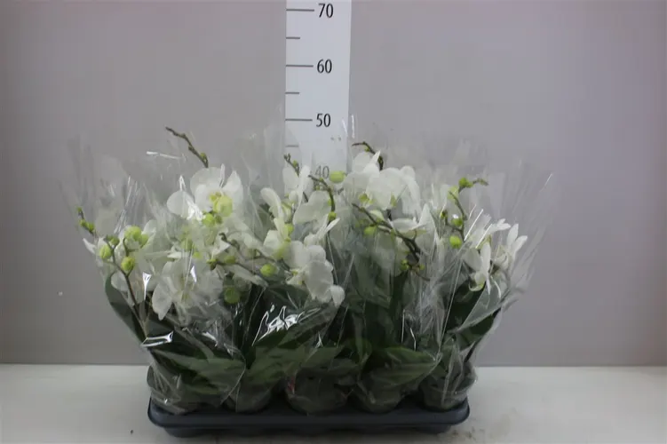 Orchidea Phalaenopsis Boho Love biela, 1 výhon črepník 12 cm