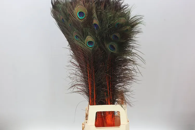 Peacock Feathers Orange X50 90 cm