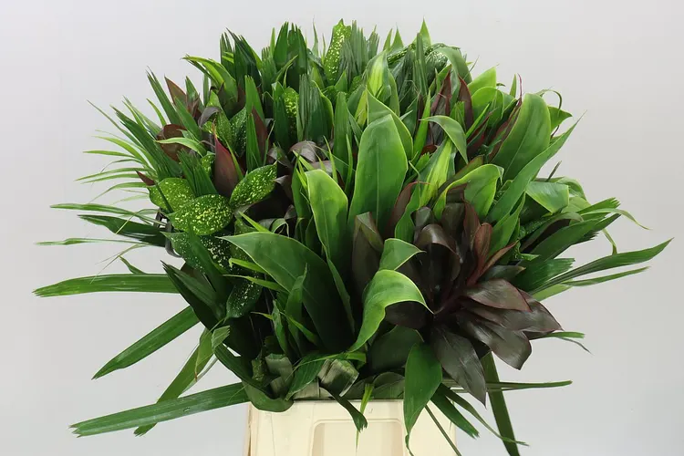 Asia mix 50 cm
