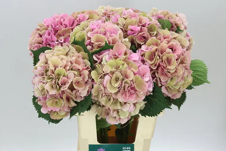Hydrangea Elbtal Pink Classic 60 cm