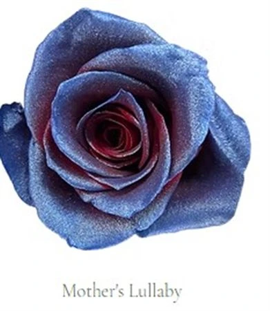 Ruža farbená Mothers Lullaby, Ekvádor 50 cm